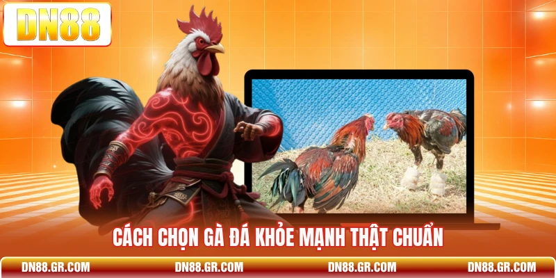 Cách chọn gà đá khỏe mạnh thật chuẩn