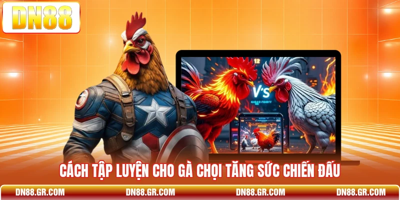 Cách tập luyện cho gà chọi tăng sức chiến đấu