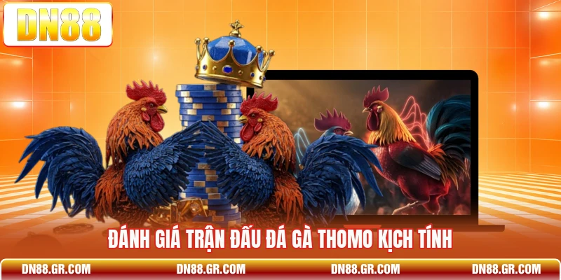 Đánh giá trận đấu đá gà Thomo kịch tính